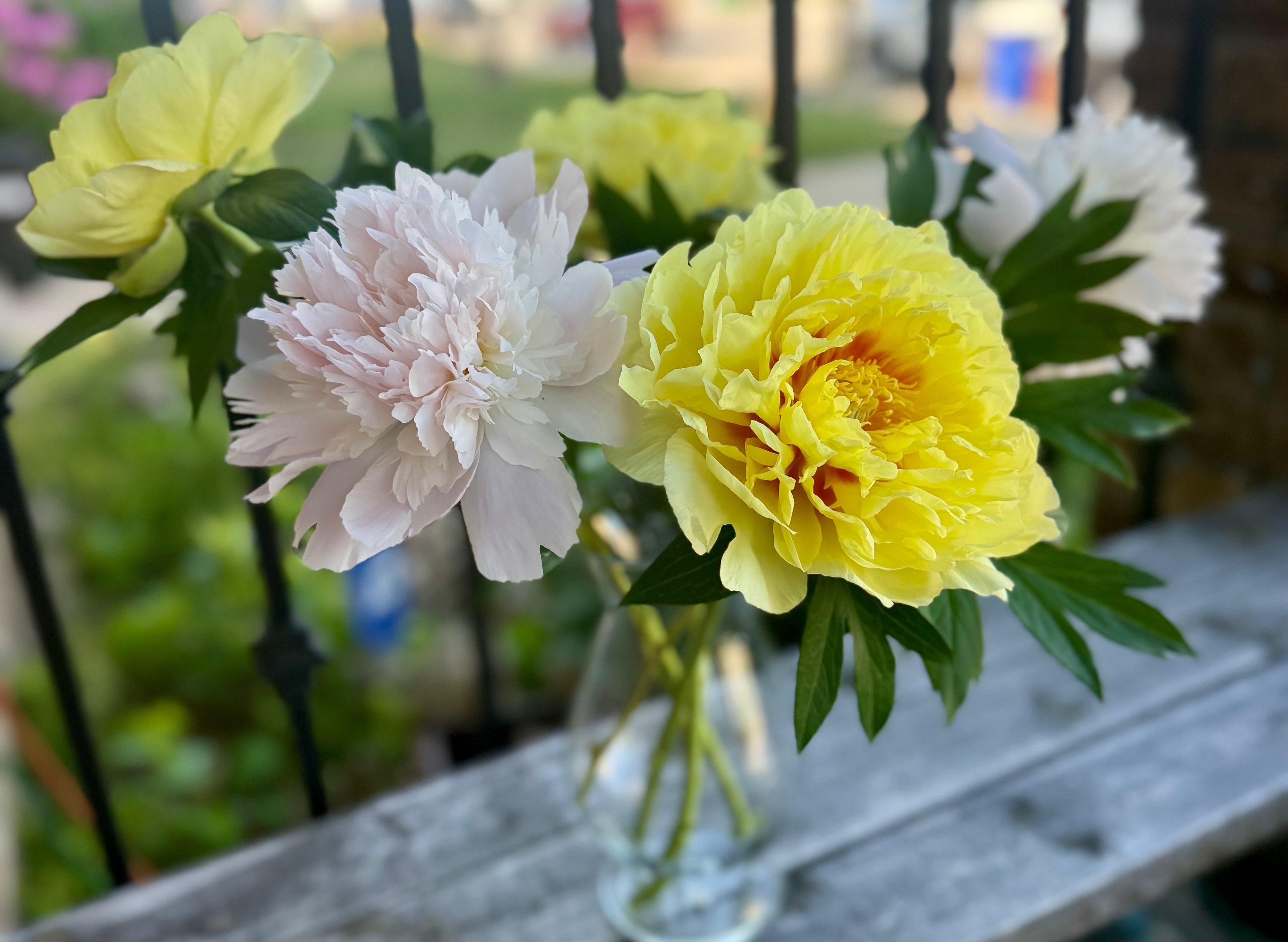 Herbaceous vs. Itoh Peonies: What’s the Difference, and Which Should You Grow?