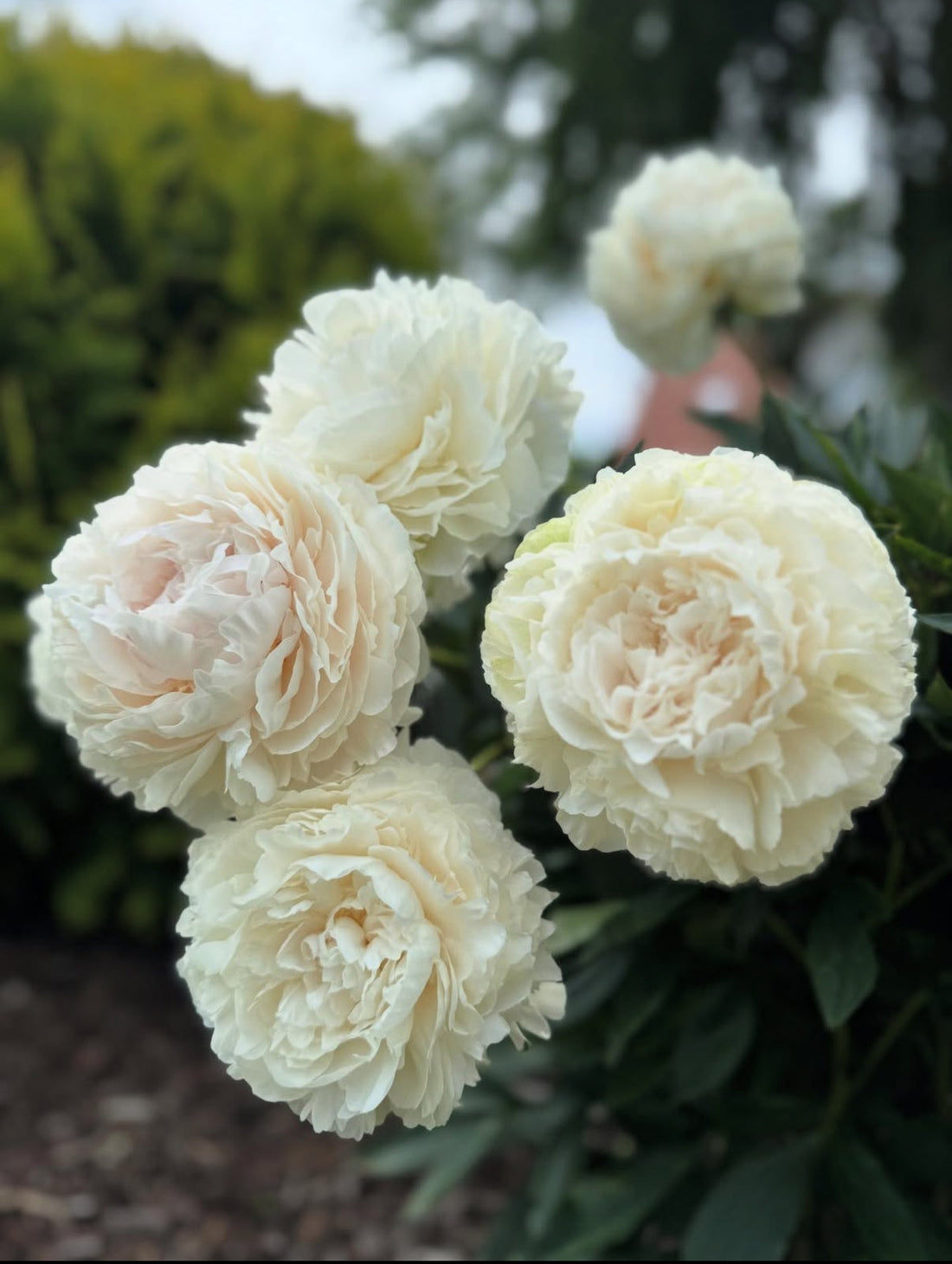 Why Fall Is the Best Time to Plant Peony Roots
