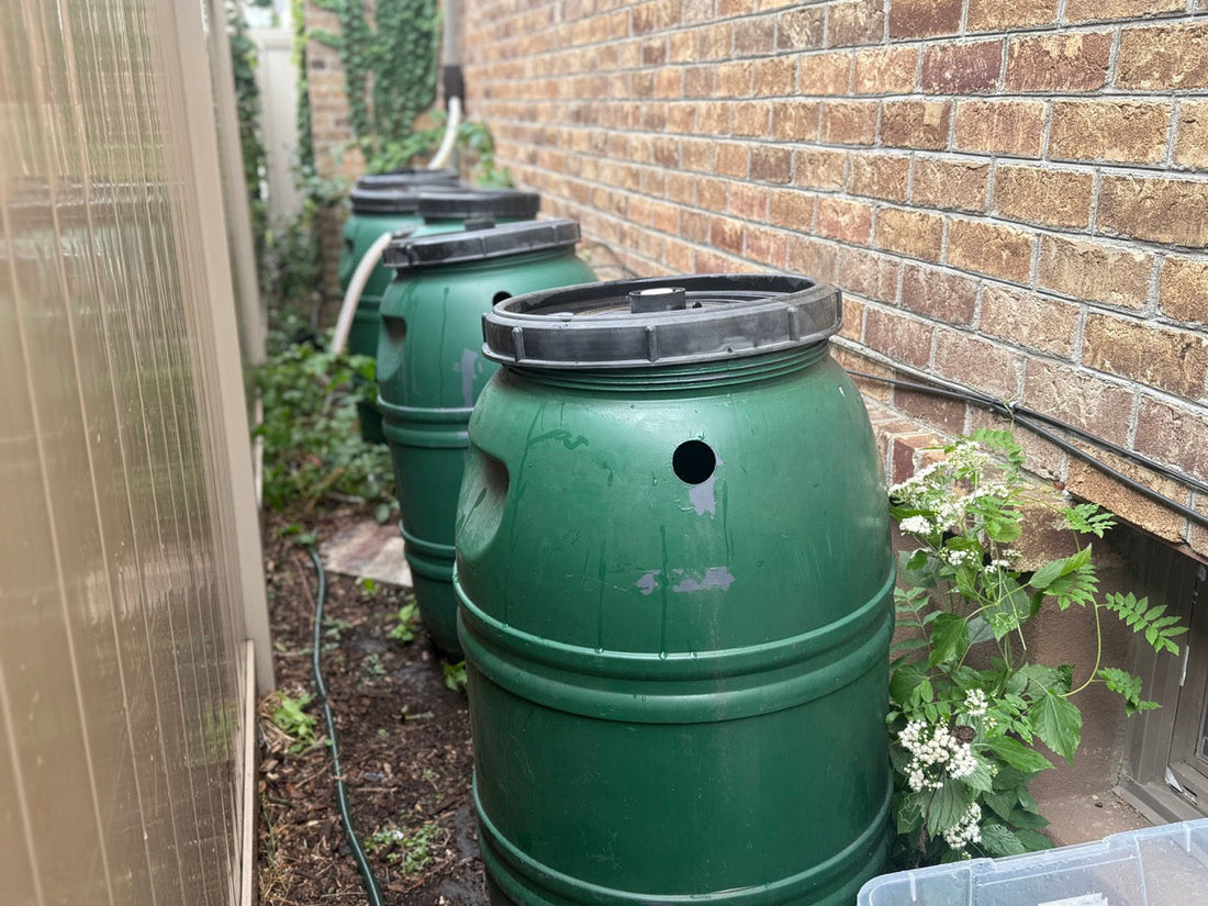 How I Use Rainwater to Water My Cut Flower Garden in NYC
