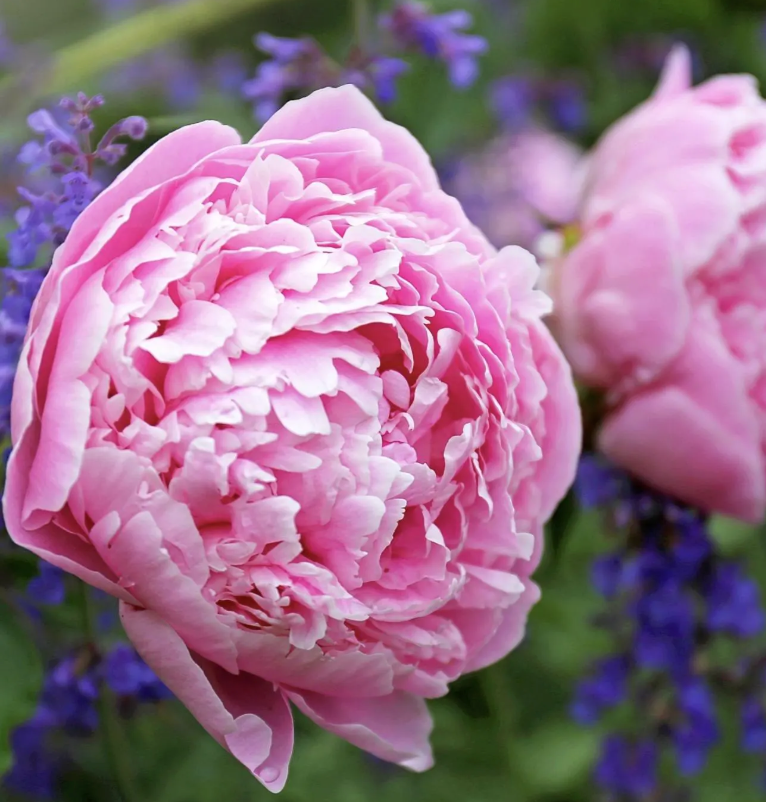 Peony Roots