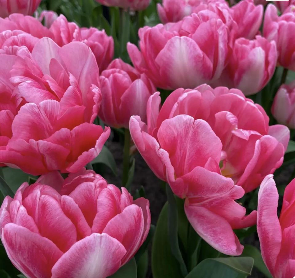 Tulip Bulbs