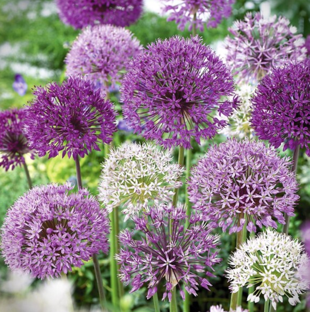 Fall Bulbs