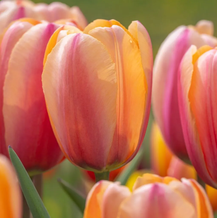 Tulip Bulbs