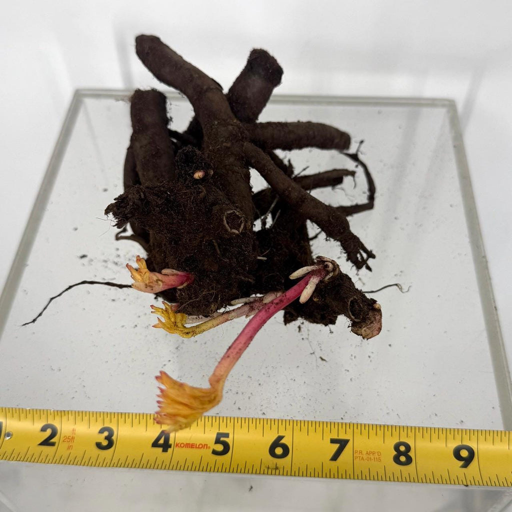 Bartzella Itoh Yellow Peony Bare Root (Large 3–5 Eye)