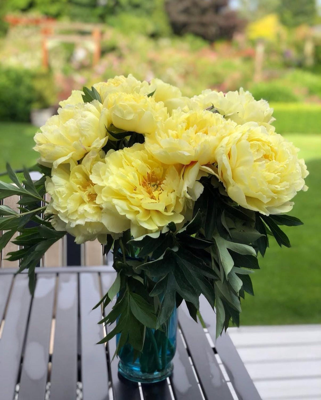 Bartzella Itoh Yellow Peony Bare Root (Large 3–5 Eye)
