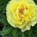Bartzella Itoh Yellow Peony Bare Root (Large 3–5 Eye)