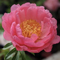 Coral Sunset Peony Bare Root Large (3/5 Eye)