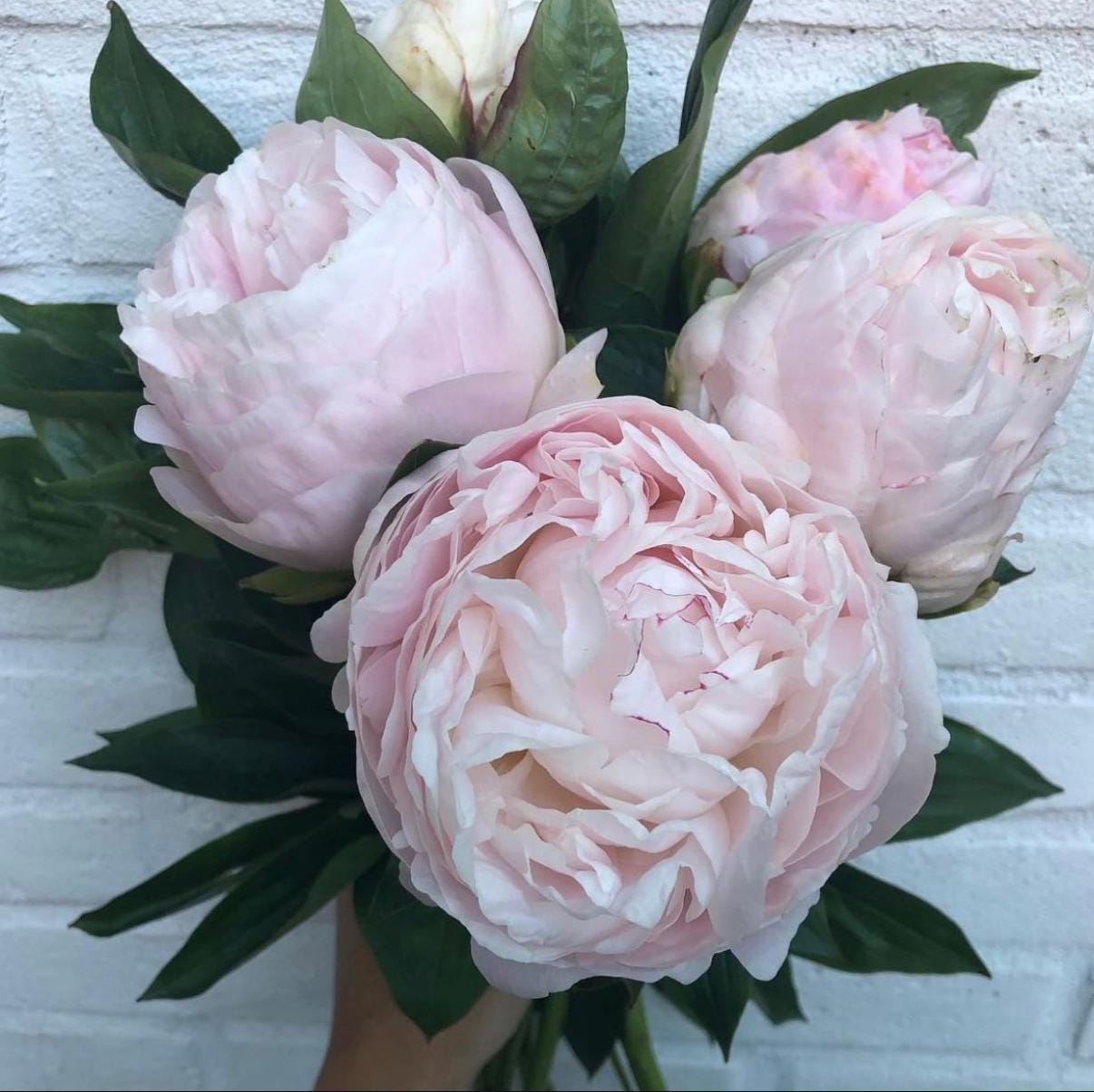 Mother’s Choice Peony Bare Root Premium Garden Division (3–5 Eye)