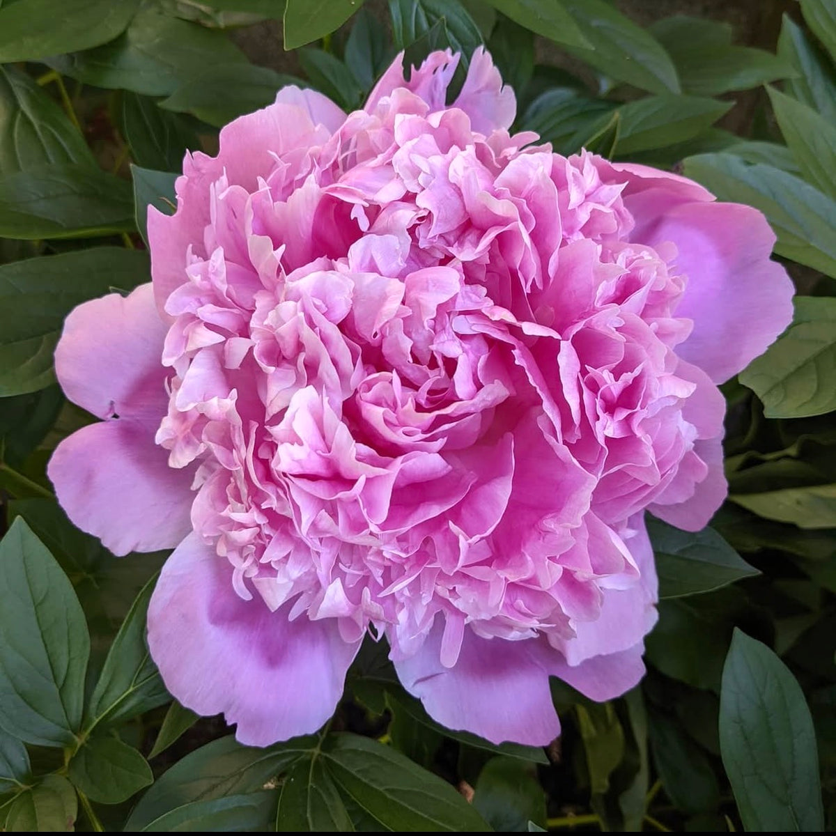 Monsieur Jules Elie Peony Root – Large 3-5 Eye Bare Root Division