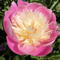 Bowl of Beauty Peony Bare Root (3-5 eyes)