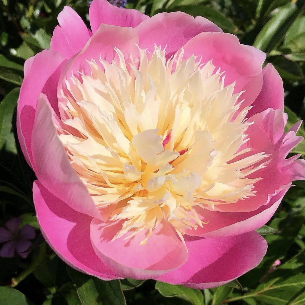 Bowl of Beauty Peony Bare Root (3-5 eyes)
