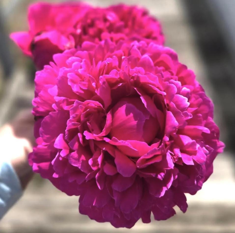 Kansas Peony Bare Root (Large 3–5 Eye)