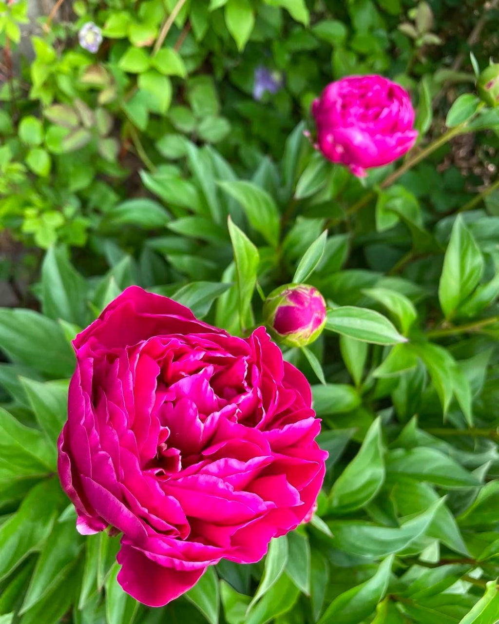 Karl Rosenfield Peony Root – Bare Root Paeonia (Large 3-5 Eye)