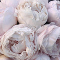 Mother’s Choice Peony Bare Root Premium Garden Division (3–5 Eye)