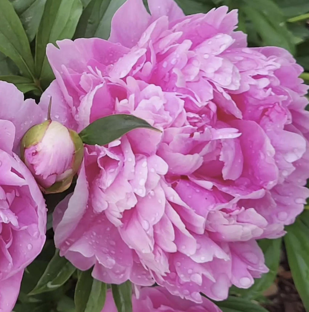 Alexander Fleming Peony Bare Root (Large 3-5 Eye)