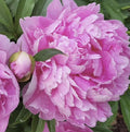 Alexander Fleming Peony Bare Root (Large 3-5 Eye)