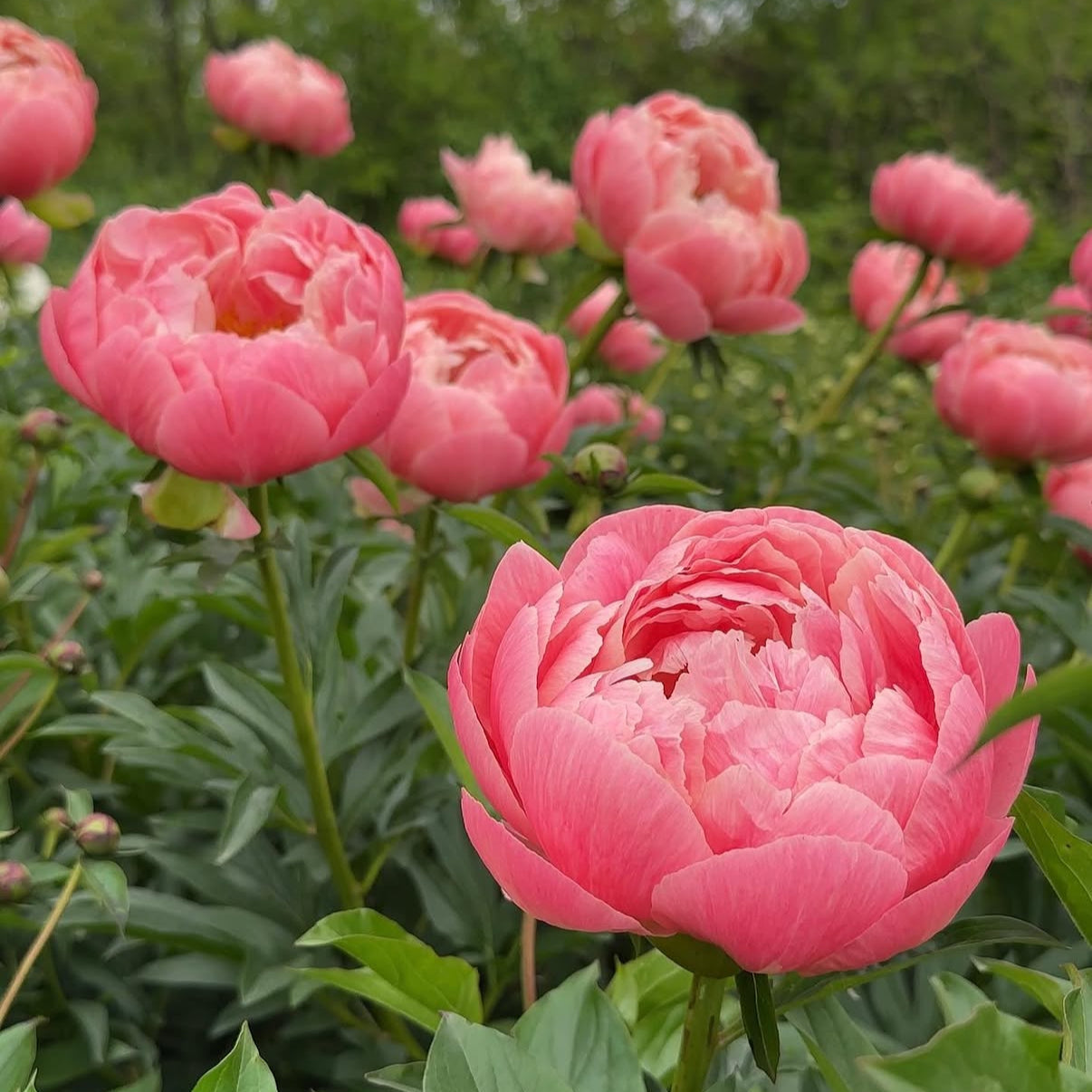 Coral Charm Peony Root – Large 3-5 Eye Bare Root Division