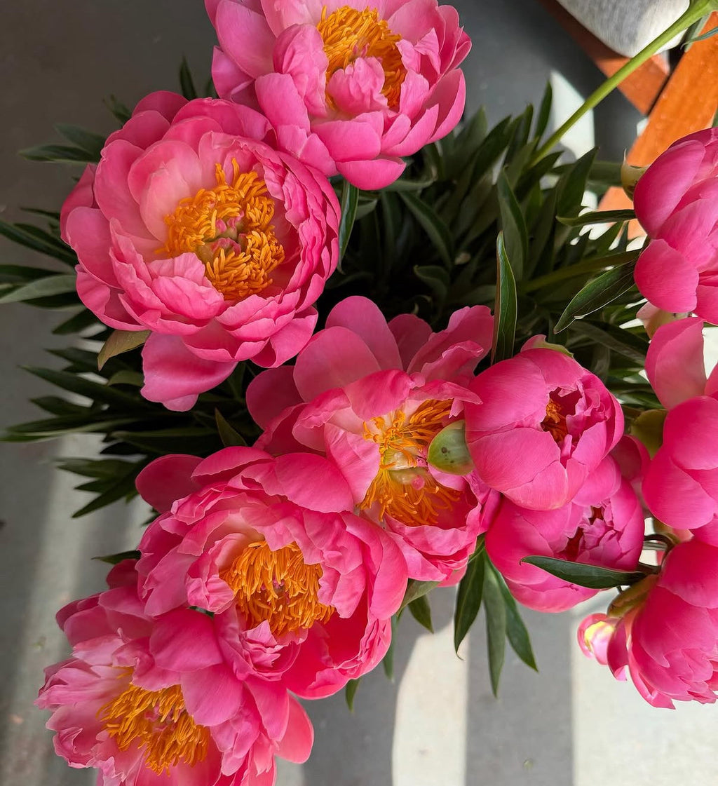 Coral Charm Peony Root – Large 3-5 Eye Bare Root Division