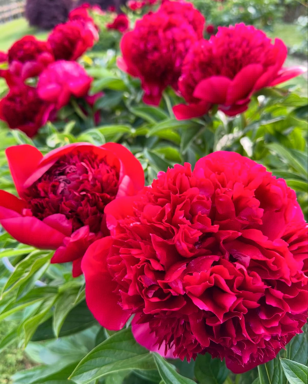 Red Charm Peony Root Large 3-5 Eye – Deep Red Peony Bare Root