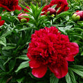 Red Charm Peony Root Large 3-5 Eye – Deep Red Peony Bare Root