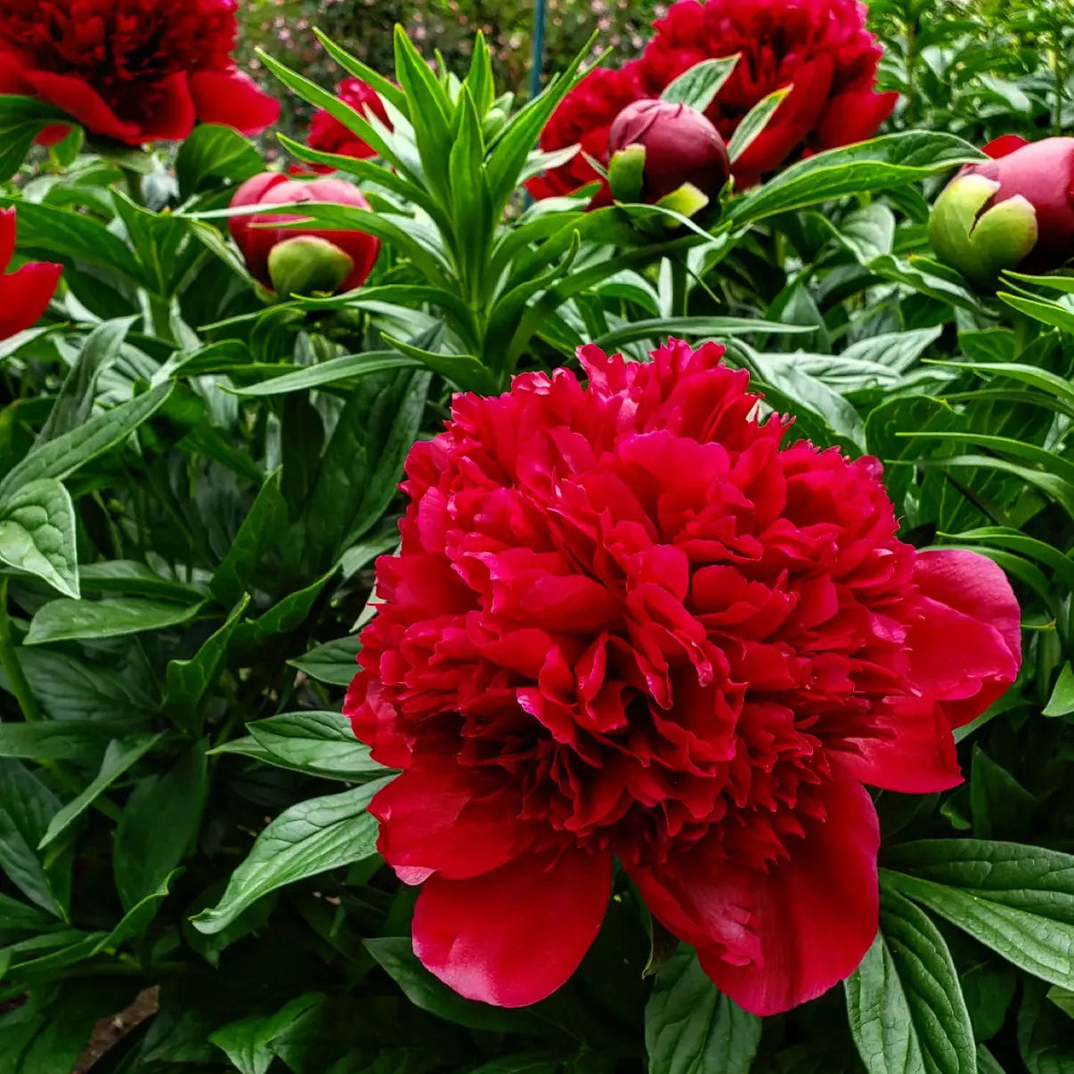 Red Charm Peony Root Large 3-5 Eye – Deep Red Peony Bare Root