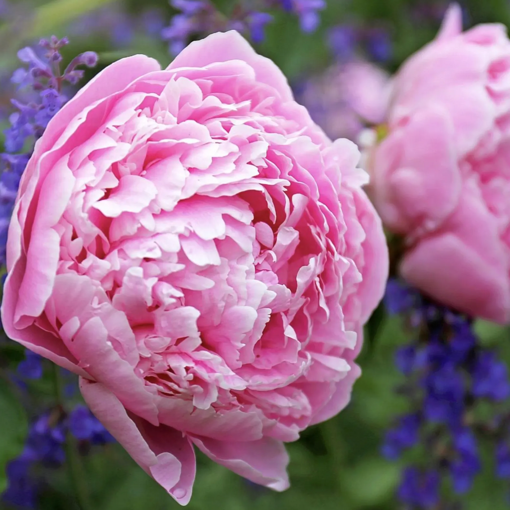 Sarah Bernhardt Peony Root Large 3-5 Eye– Premium Bare Root Peony