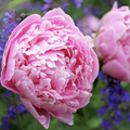 Sarah Bernhardt Peony Root Large 3-5 Eye– Premium Bare Root Peony