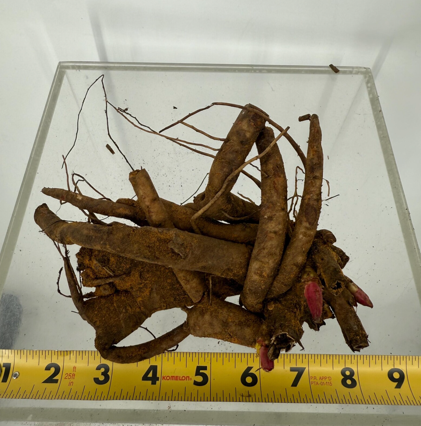 Sarah Bernhardt Peony Root Large 3-5 Eye– Premium Bare Root Peony