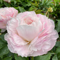 Shirley Temple Peony Bare Root (Large 3-5 Eyes)