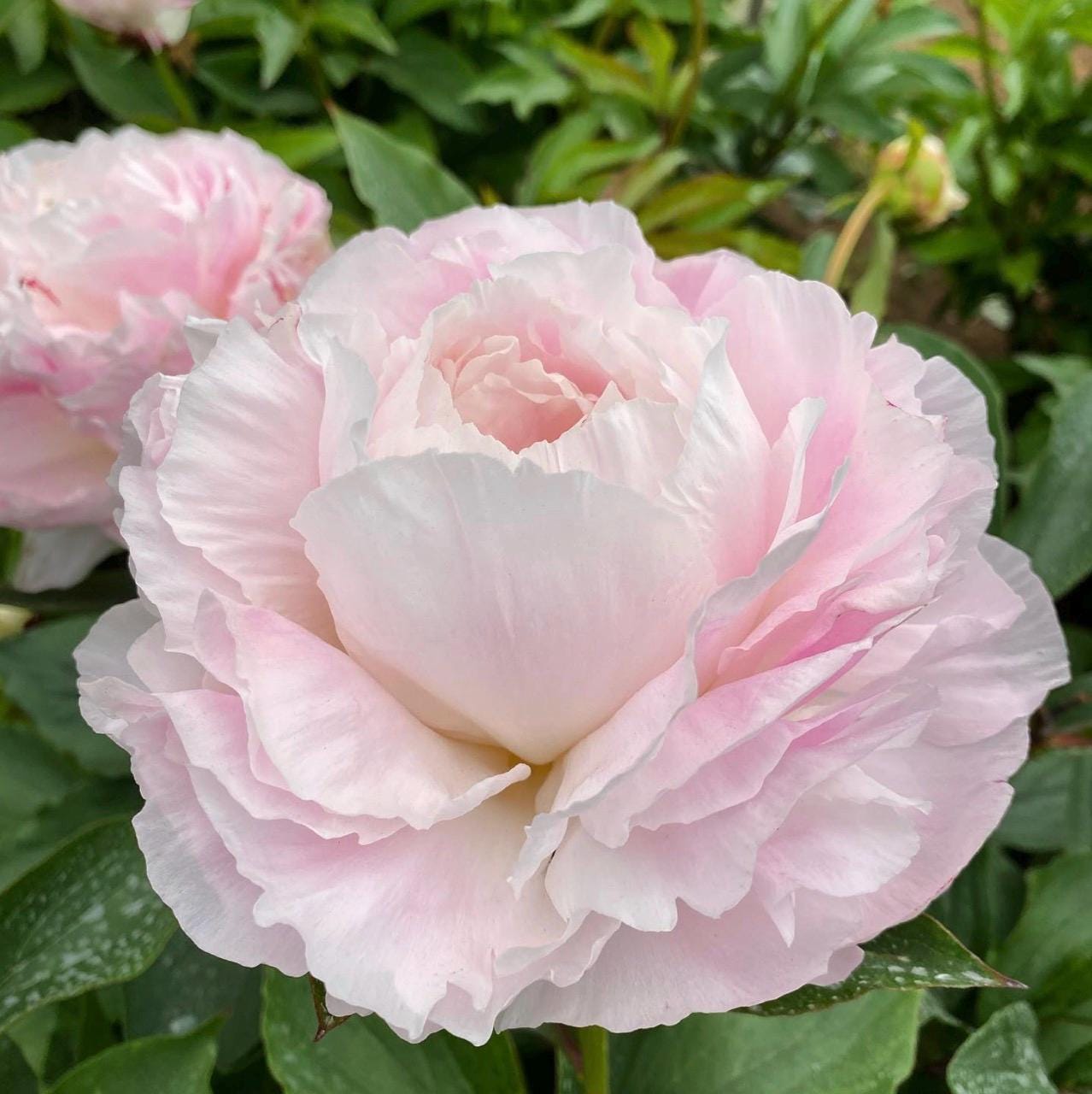 Shirley Temple Peony Bare Root (Large 3-5 Eyes)