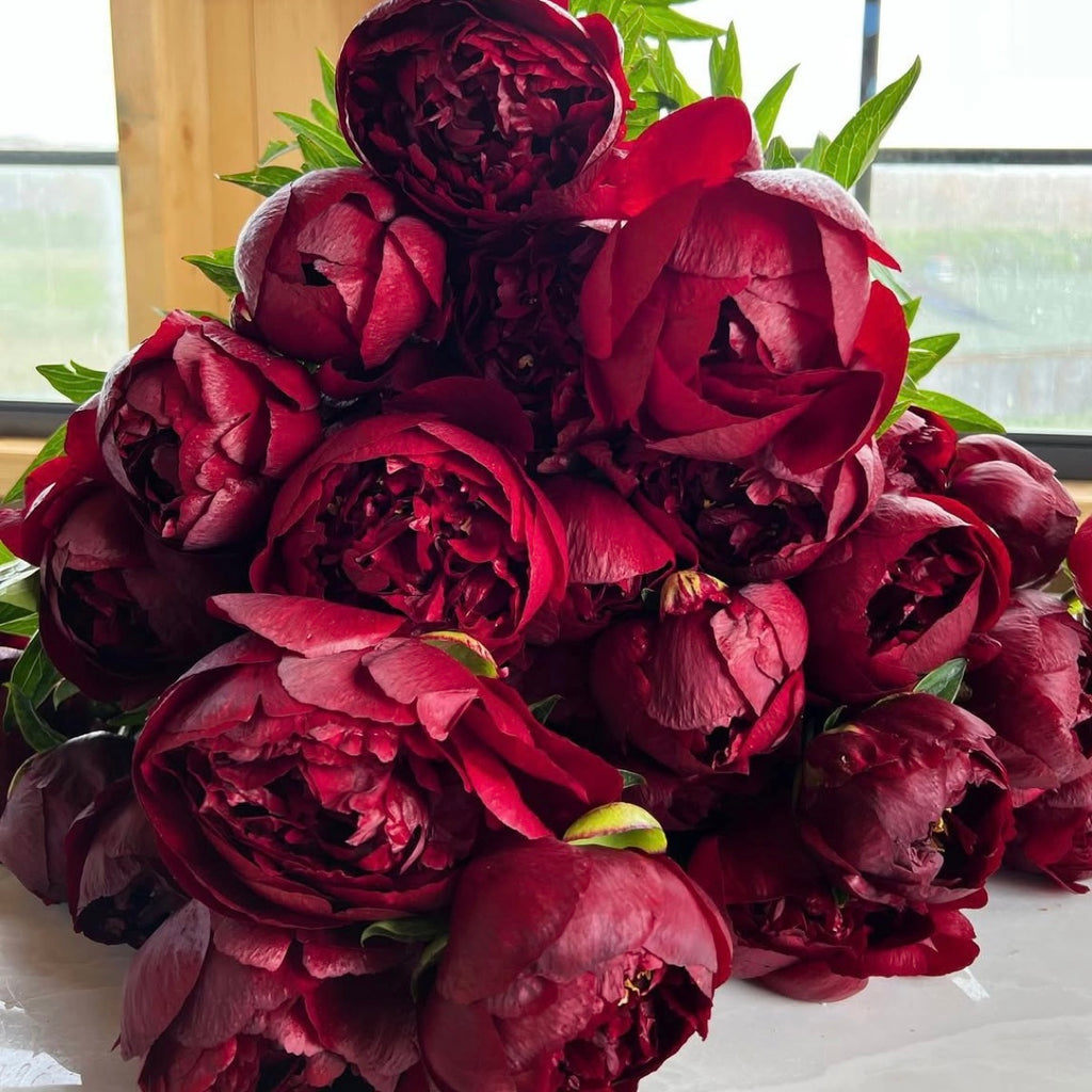 Buckeye Belle Peony Root – Large 3-5 Eye Bare Root Division