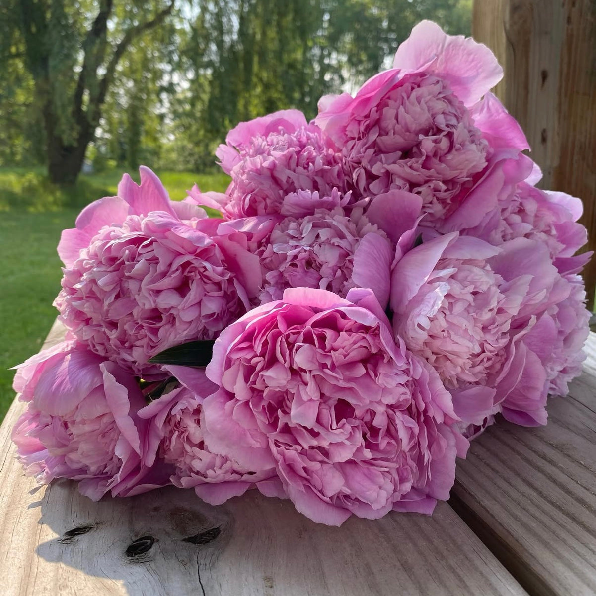 Monsieur Jules Elie Peony Root – Large 3-5 Eye Bare Root Division