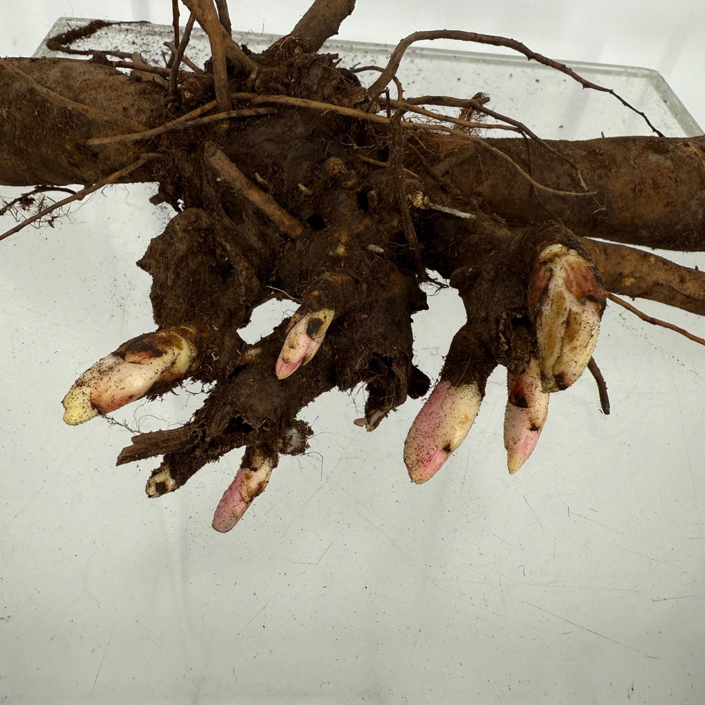 Coral Sunset Peony Bare Root Large (3/5 Eye)