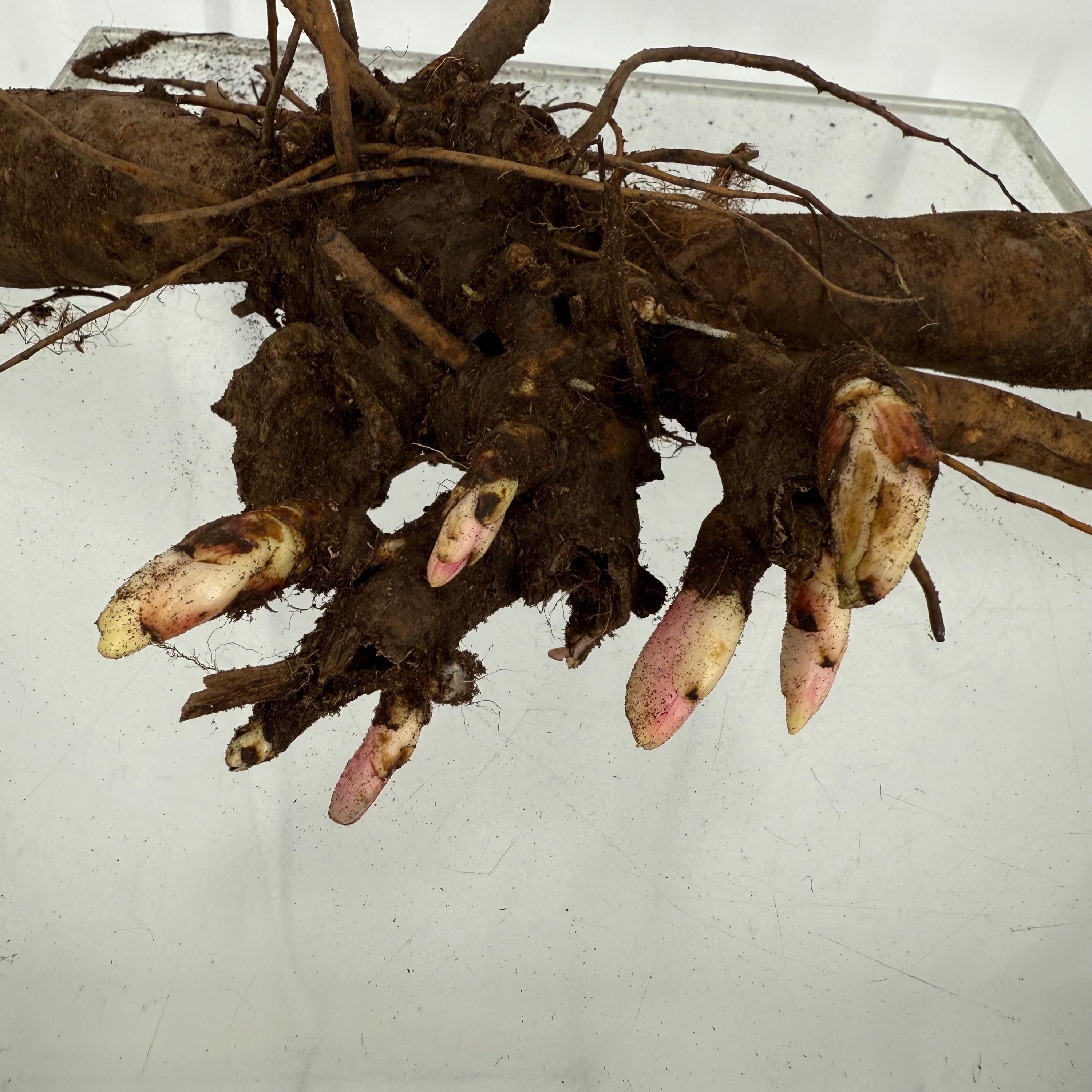 Coral Sunset Peony Bare Root Large (3/5 Eye)