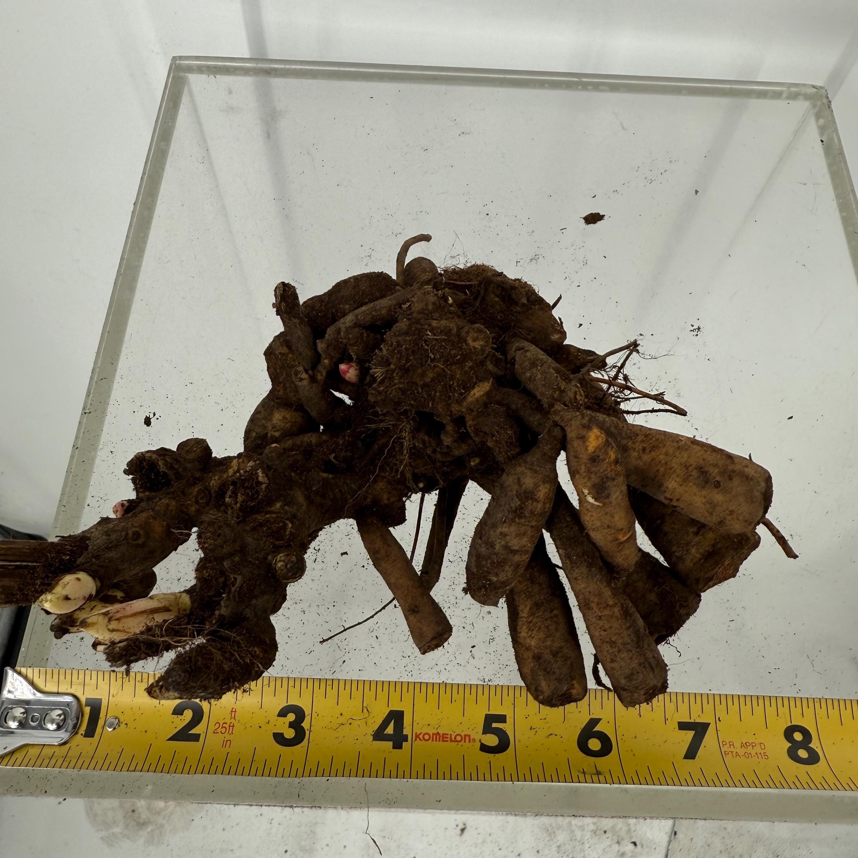 Coral Sunset Peony Bare Root Large (3/5 Eye)