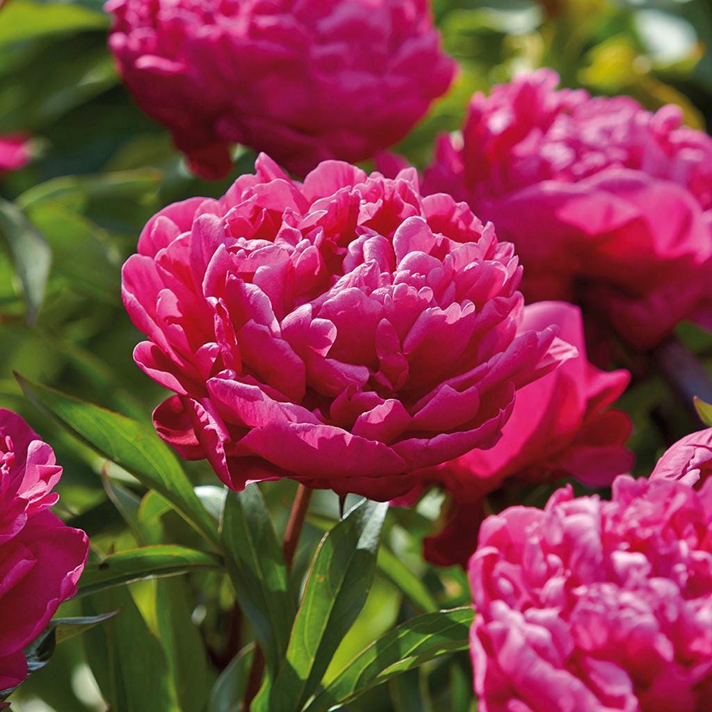 Karl Rosenfield Peony Root – Bare Root Paeonia (Large 3-5 Eye)