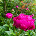 Karl Rosenfield Peony Root – Bare Root Paeonia (Large 3-5 Eye)