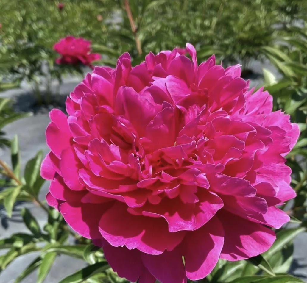 Kansas Peony Bare Root (Large 3–5 Eye)