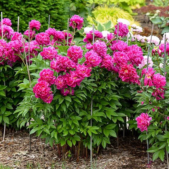 Karl Rosenfield Peony Root – Bare Root Paeonia (Large 3-5 Eye)