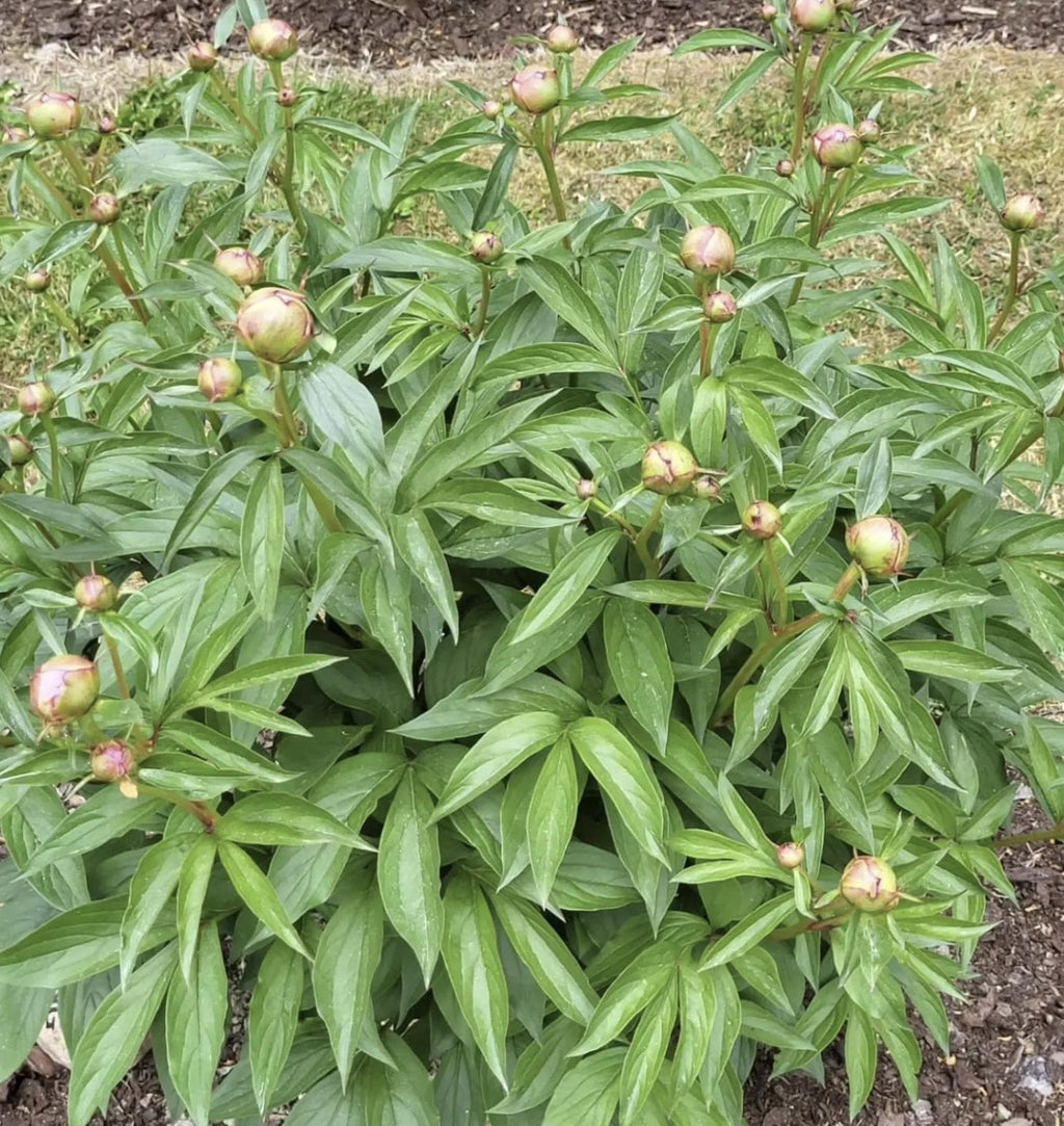 Alexander Fleming Peony Bare Root (Large 3-5 Eye)