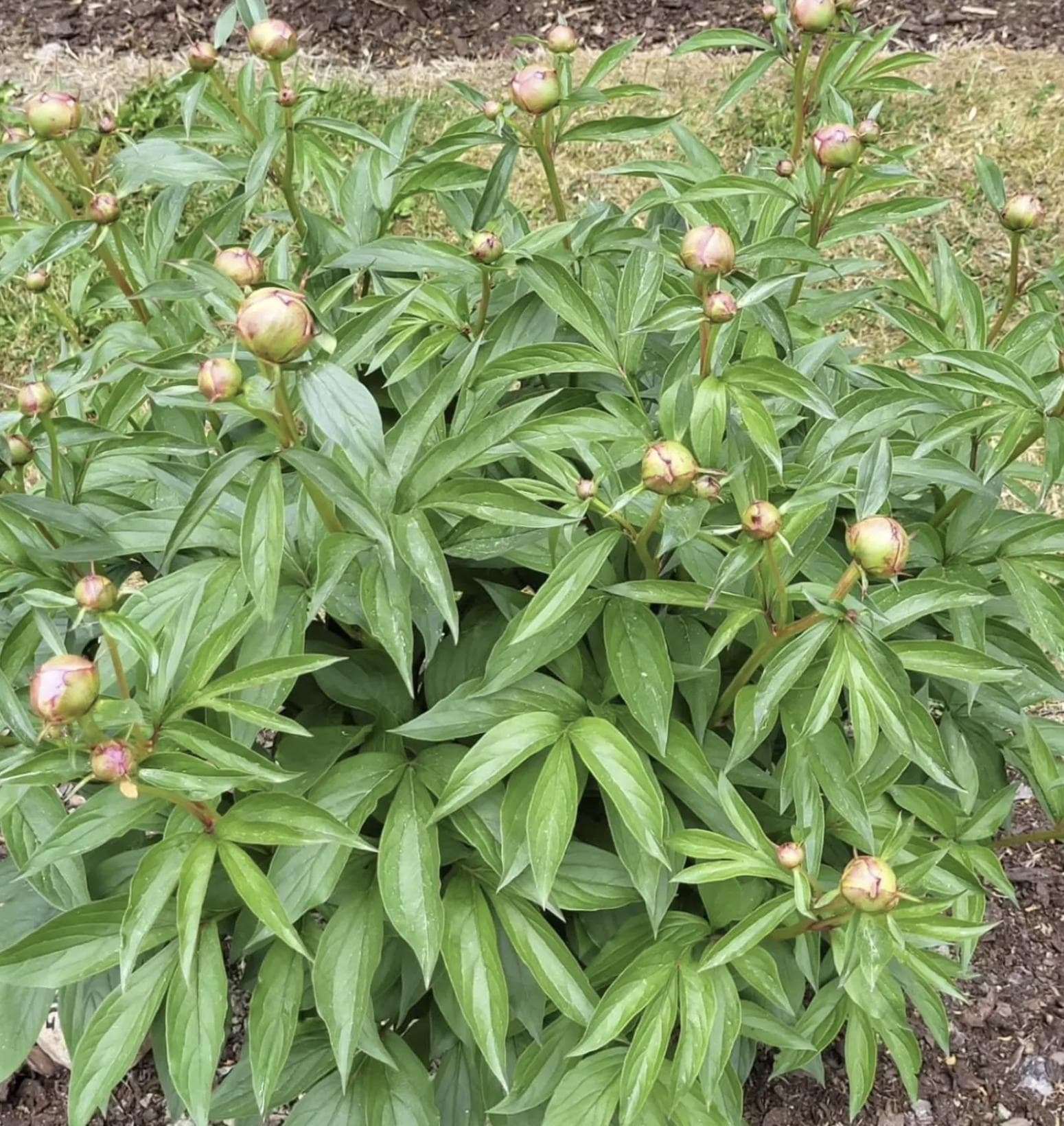 Alexander Fleming Peony Bare Root (Large 3-5 Eye)