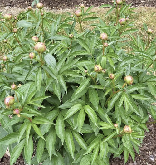 Alexander Fleming Peony Bare Root (Large 3-5 Eye)