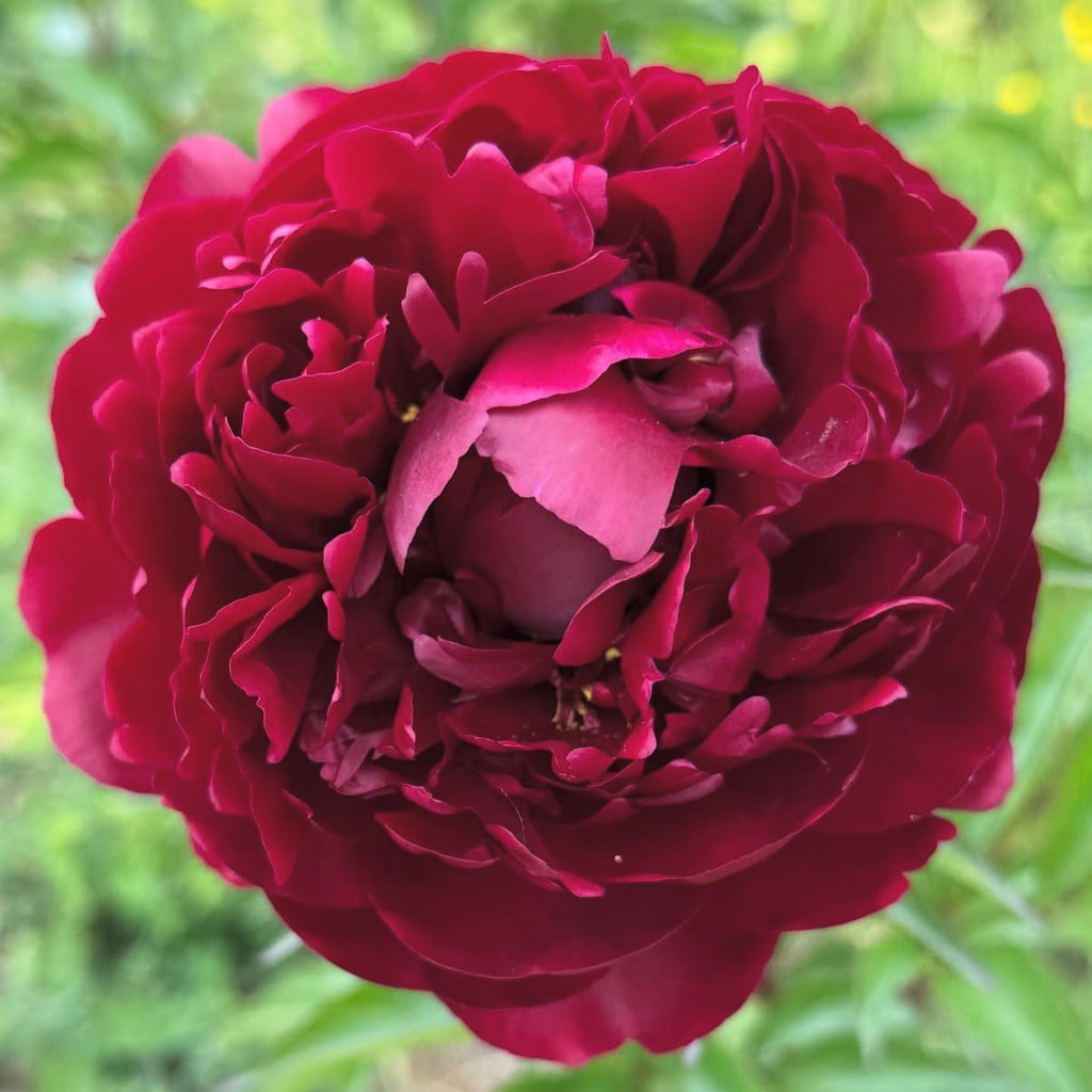 Buckeye Belle Peony Root – Large 3-5 Eye Bare Root Division
