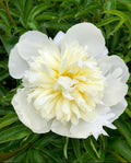 Duchesse de Nemours Peony Root – Large 3-5 Eye Bare Root Division