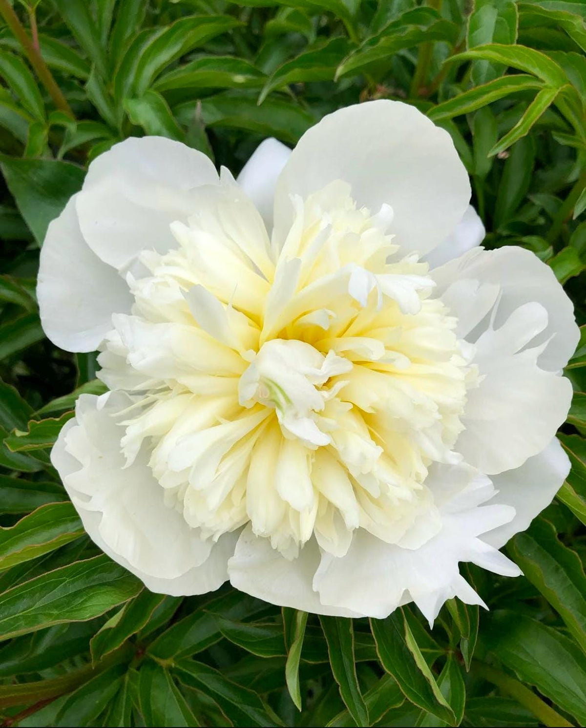 Duchesse de Nemours Peony Root – Large 3-5 Eye Bare Root Division