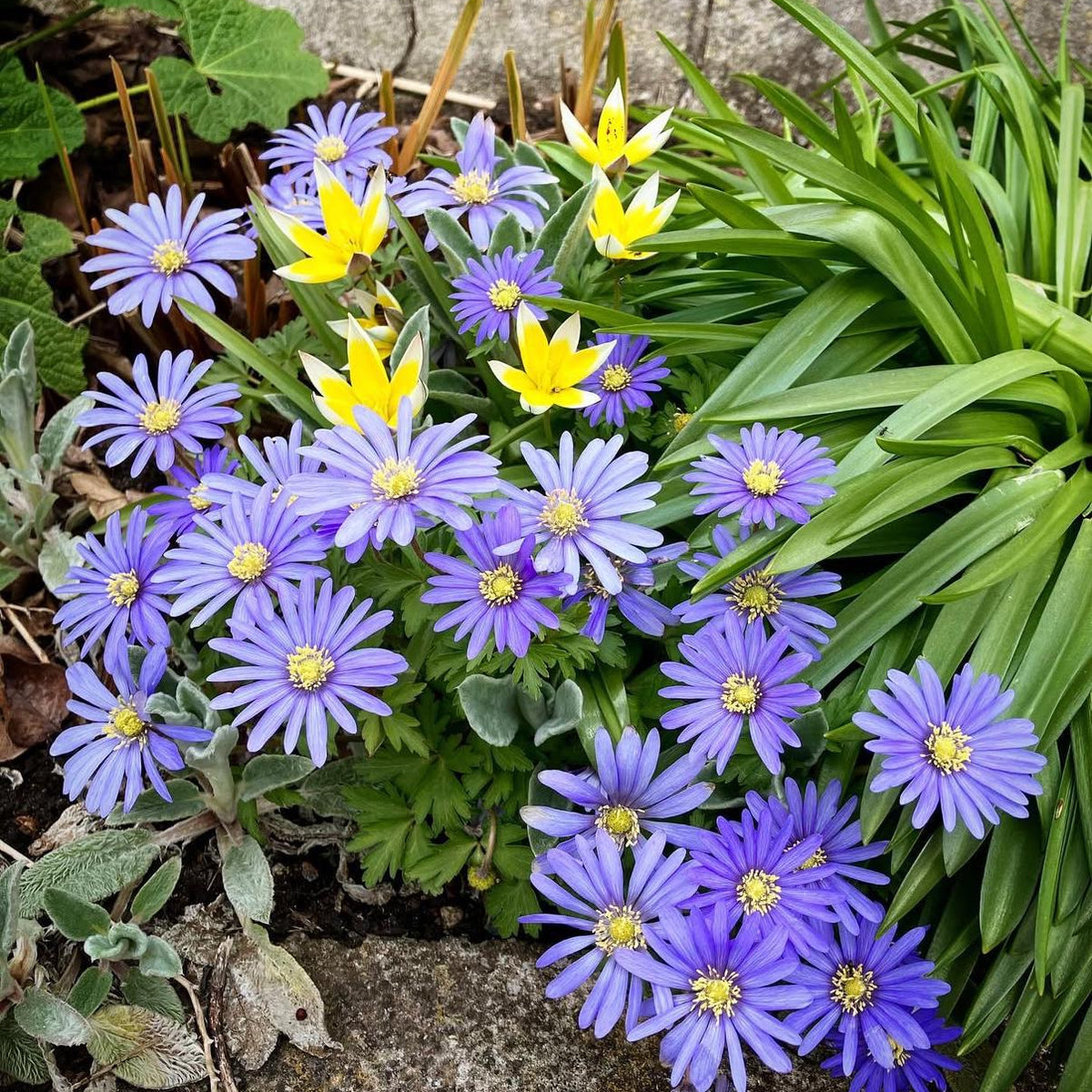 Anemone Blanda Bulbs 50 Corms