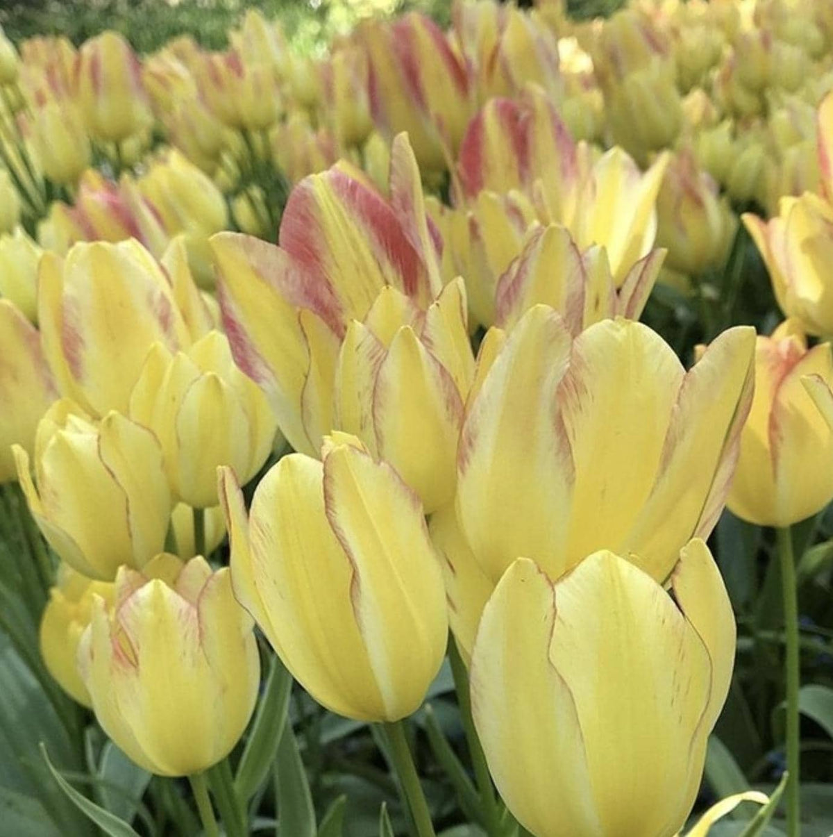 Tulip Antoinette - 8 Bulbs