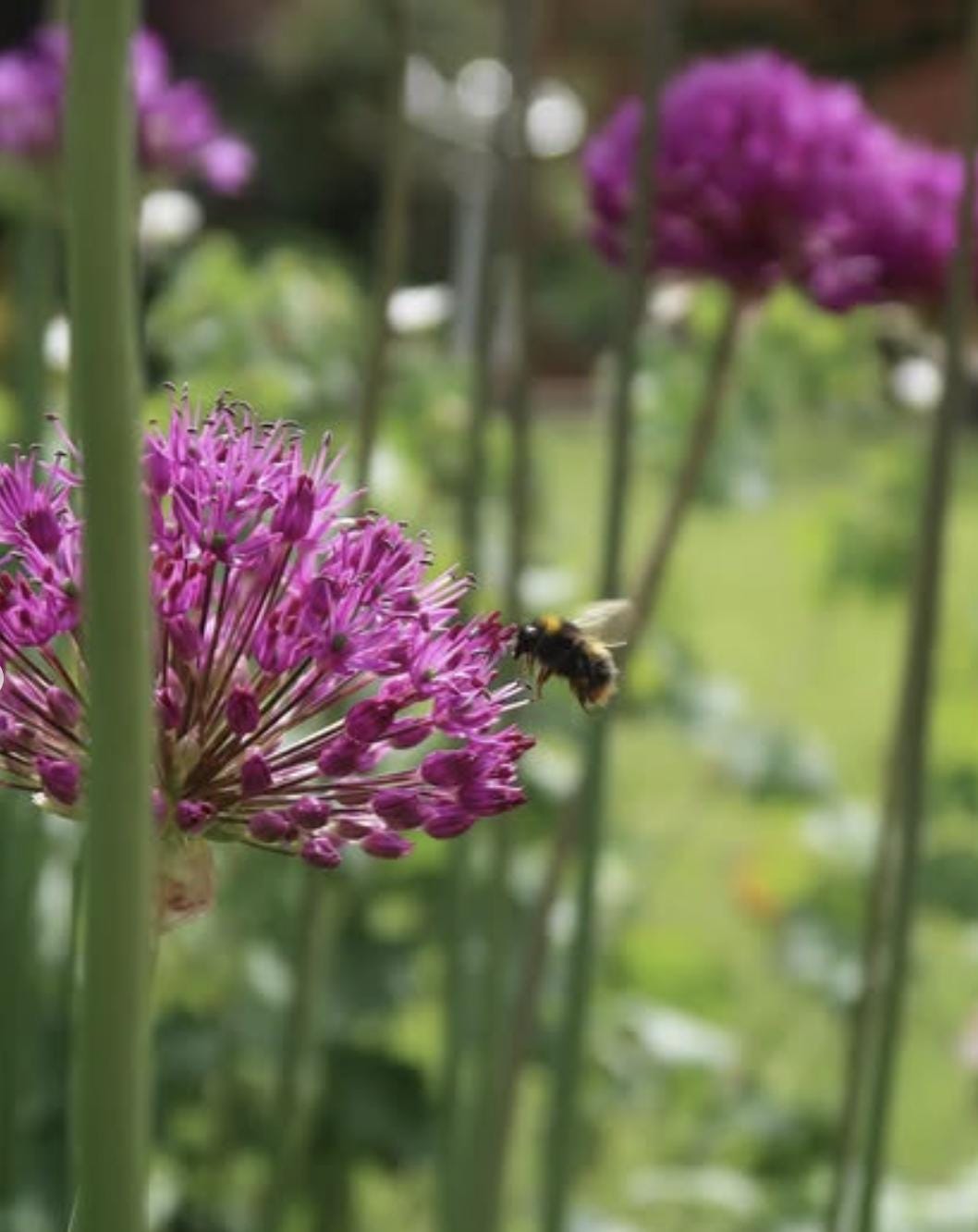 Allium Purple Sensation Bulbs - 5 Bulbs