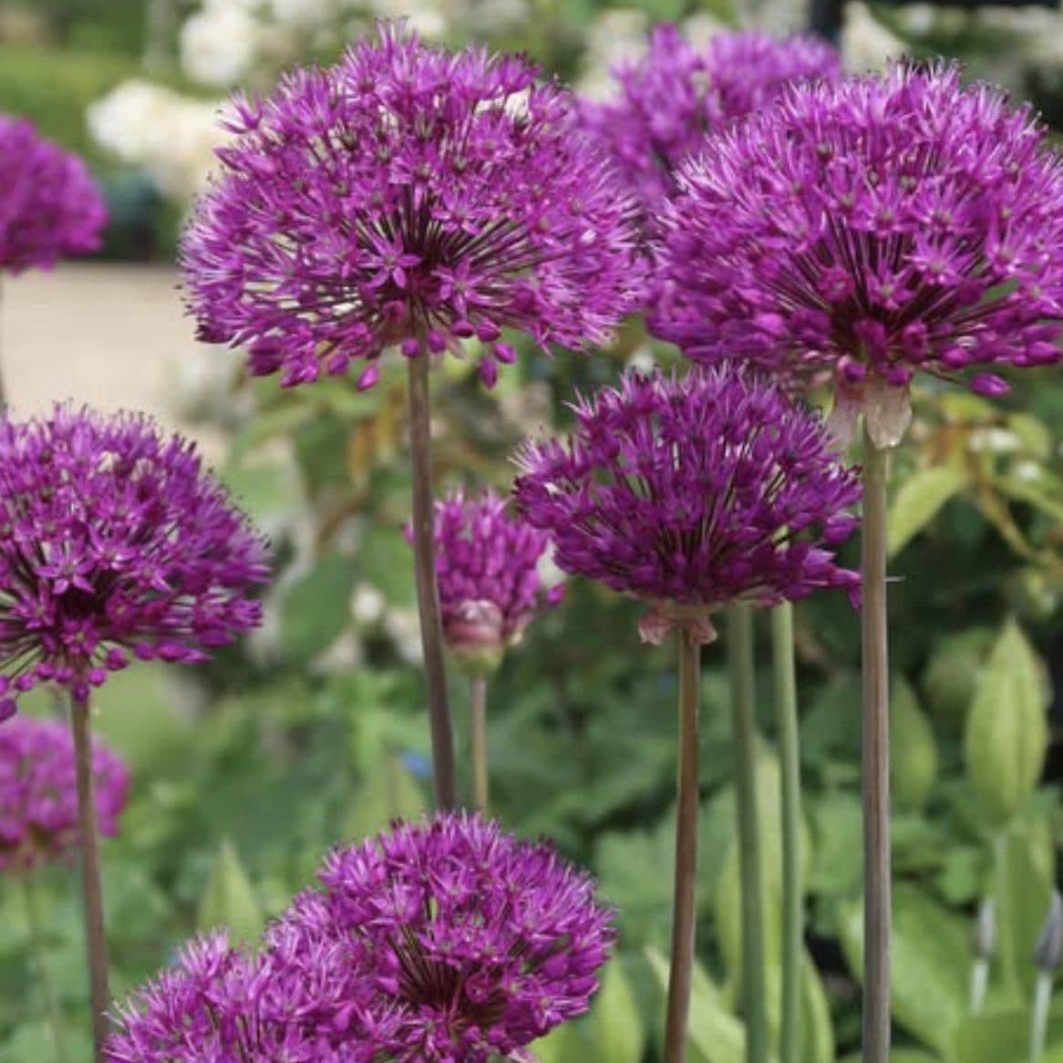 Allium Purple Sensation Bulbs - 5 Bulbs