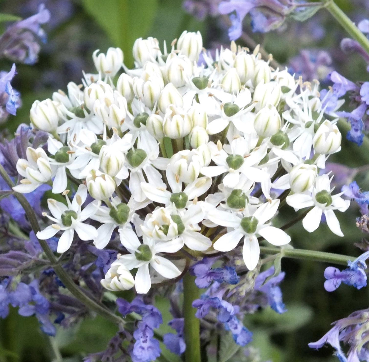 Allium Nigrum Bulbs - 20 Bulbs